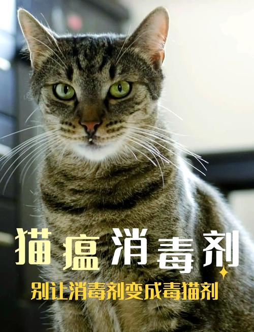 養(yǎng)貓家庭必備 如何選擇安全消毒劑？